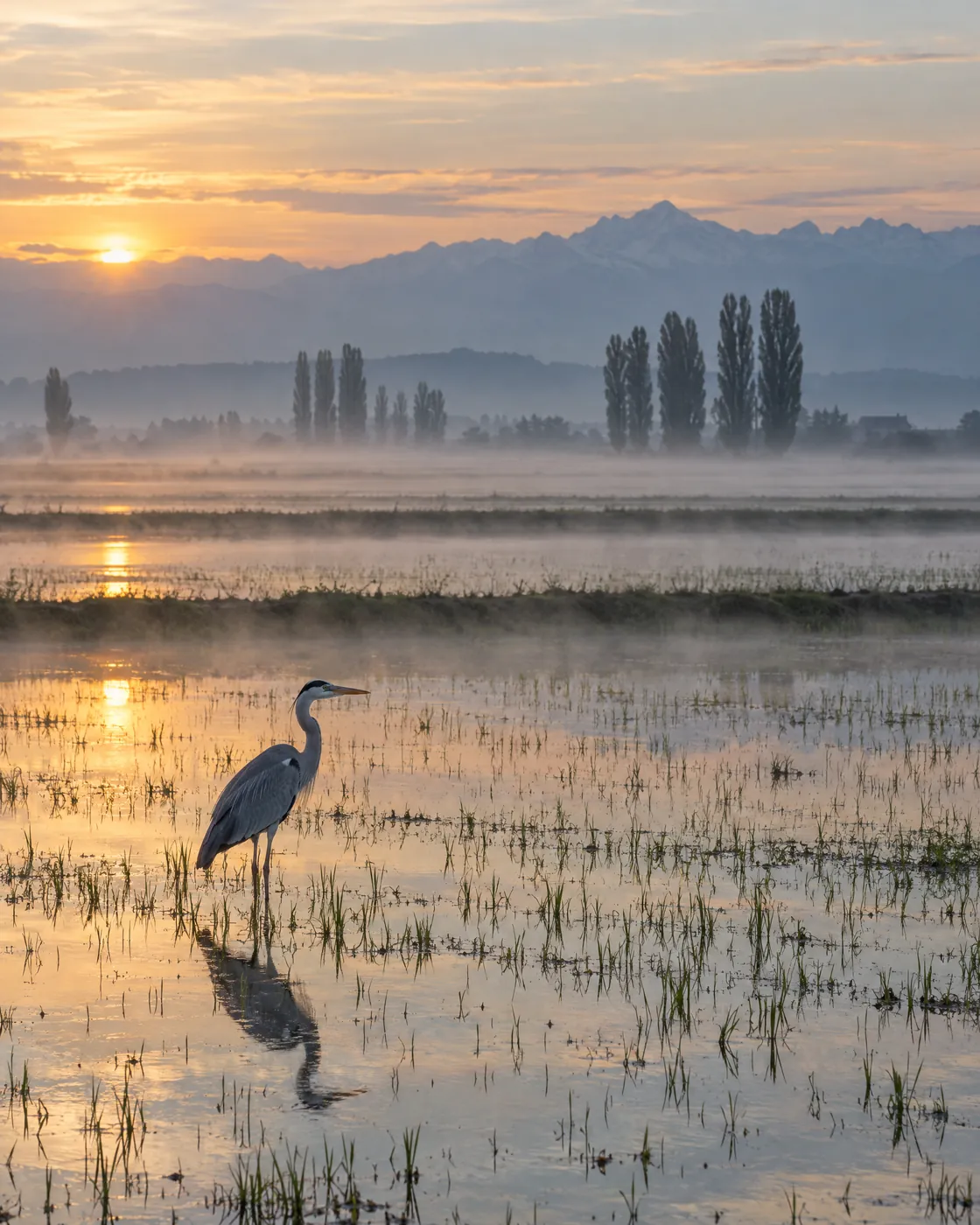 Flooded rice paddies at dawn with a heron